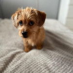 Un petit Schweenie de pelage kaki et semble détendu