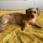 Un Schweenie de pelage kaki allongé en regardant la caméra