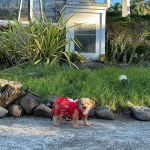 Une femelle Schweenie debout sur des gravillons et porte un habit rose