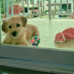 Un Schweenie de pelage beige allongé et semble triste