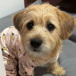 Un petit Schweenie de pelage kaki assis et porte un habit blanc à motif