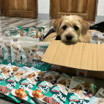 Un Schweenie de pelage marron assis dans un carton et semble détendu