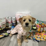 Un Schweenie debout sur un sol carreler en regardant la caméra et porte un habit blanc