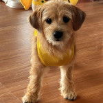 Un Schweenie de pelage marron debout sur un sol en bois et semble détendu