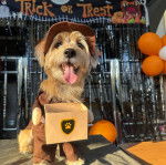Un Schweenie de pelage kaki debout et porte un chapeau tout en tirant la langue hors de sa gueule