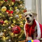 Un Schweenie de pelage marron assis devant un sapin et porte un costume rouge il semble détendu