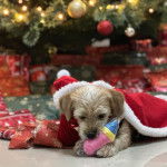 Un Schweenie allongé et porte une carpe rouge il tient un jouet dans la gueule il semble joueur