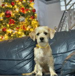 Un Schweenie assis dans un canapé tout en regardant la caméra