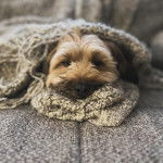 Un Schweenie bicolore couvert par une couverture et semble détendu 