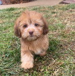 Un Schweenie de pelage kaki marchant dans l'herbe tout en regardant la caméra