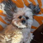 Un Schweenie allongé sur le dos en regardant la caméra il semble détendu