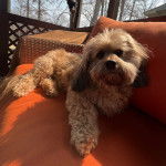 Un Schweenie de pelage marron allonger dans un canapé en regardant la caméra