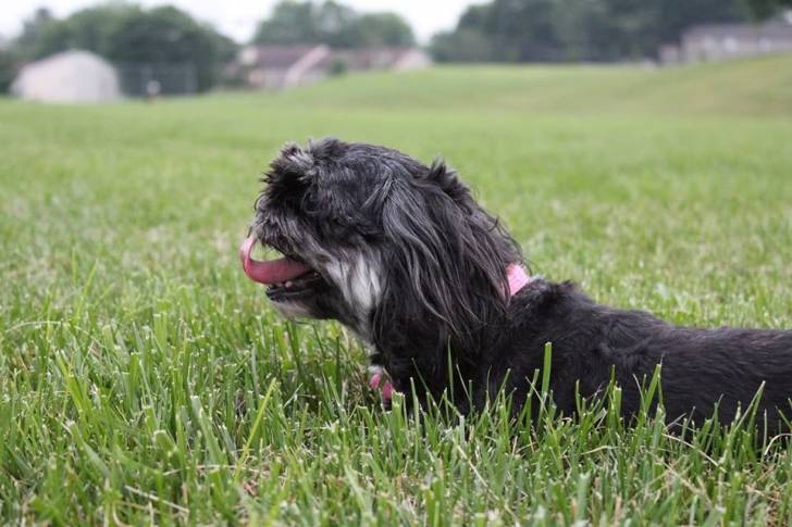 Un Scweenie noir et blanc qui se repose dans un champ d’herbe verte