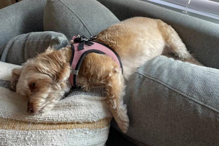 Un Schweenie de couleur claire allongé sur un canapé gris