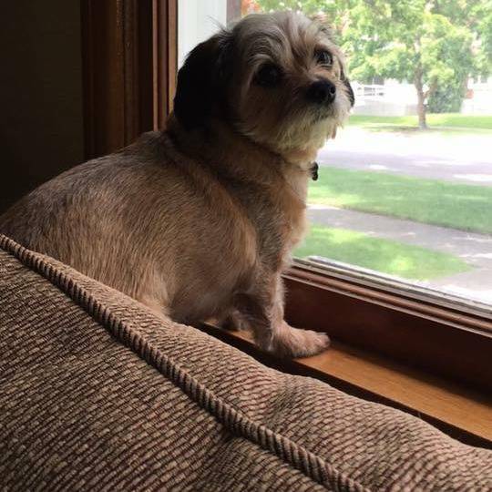 Un Schweenie de couleur claire assis sur le rebord d’une fenêtre