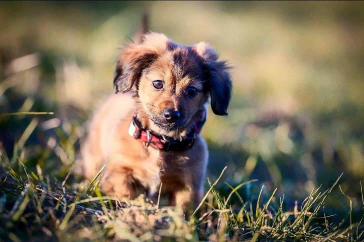 Un Schweeenie brun avec des marques noires et des yeux expressifs sur un champ d’herbe verte