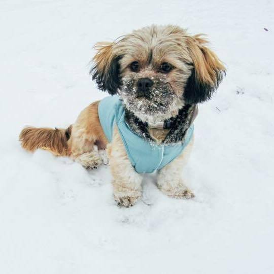 Un Schweenie brun avec des marques noires et des yeux expressifs sur de la neige
