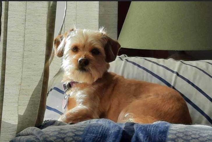 Un Schweenie confortablement allongé sur un lit