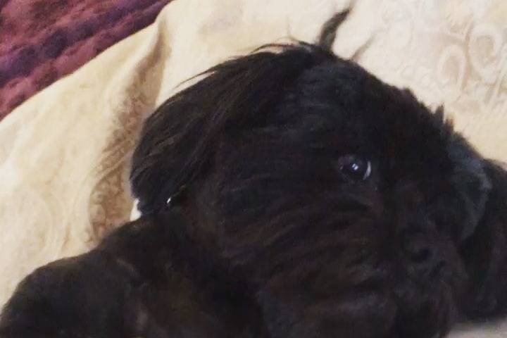 Un Schweenie de pelage noir allongé sur un tapis et qui semble vouloir se reposer