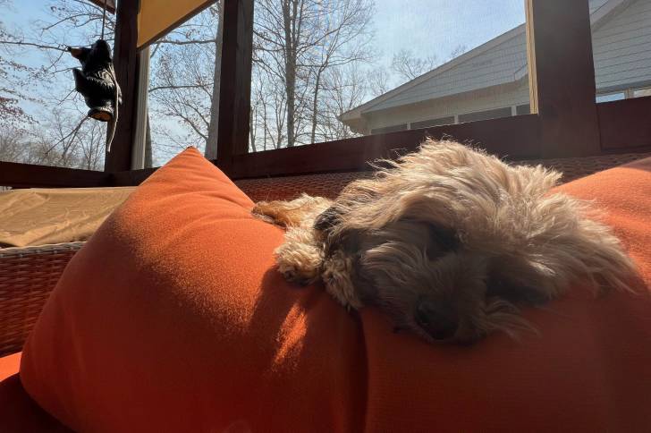 Un Schweenie de pelage marron allongé sur des coussins de couleurs oranges et qui semble se reposer.