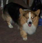 Millie - Welsh Corgi Pembroke Mâle (2 ans)