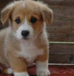jessie - Welsh Corgi Pembroke (4 mois)