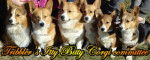 Itty-Bitty-Corgi-Committee - Welsh Corgi Pembroke