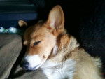 Honey - Welsh Corgi Pembroke (5 ans)