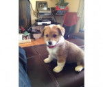 Corgi Pup - Welsh Corgi Pembroke (4 mois)