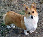 Angel - Welsh Corgi Pembroke (16 ans)