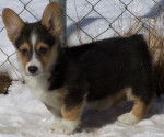 Snow Puppy - Welsh Corgi Pembroke (4 mois)