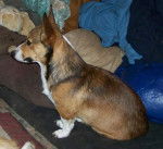 Tony Bologna - Welsh Corgi Pembroke Mâle (2 ans)