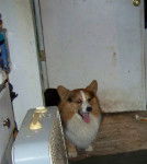 Million - Welsh Corgi Pembroke Mâle (4 mois)