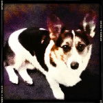 Malibu - Welsh Corgi Pembroke (2 ans)