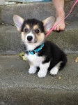 Lucy - Welsh Corgi Pembroke (3 mois)