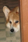 Richard the Dogge - Welsh Corgi Pembroke Mâle (11 ans)
