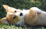 Lionie - Welsh Corgi Pembroke (2 ans)