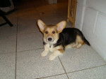 Barney - Welsh Corgi Pembroke