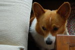Photo Welsh Corgi Pembroke