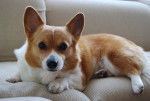 Photo Welsh Corgi Pembroke