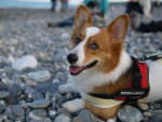 Photo Welsh Corgi Pembroke