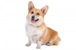 Photo Welsh Corgi Pembroke