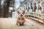 Photo Welsh Corgi Pembroke