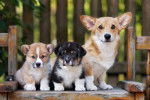 Photo Welsh Corgi Pembroke