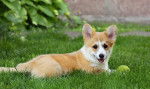 Photo Welsh Corgi Pembroke