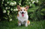 Photo Welsh Corgi Pembroke