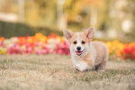 Photo Welsh Corgi Pembroke