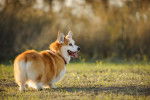 Un Welsh Corgi Pembroke sur un terrain herbeux tirant la langue et regardant vers la droite