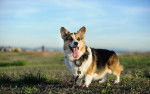 Photo Welsh Corgi Pembroke