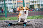 Photo Welsh Corgi Pembroke